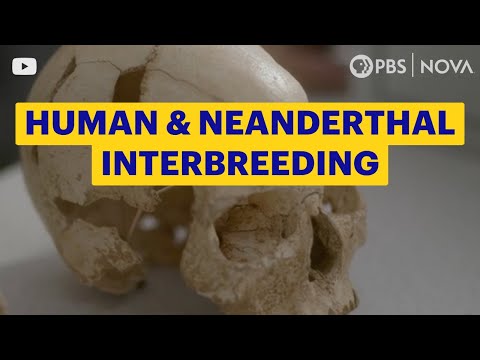 Did Homo sapiens and Neanderthals Interbreed? | NOVA | PBS
