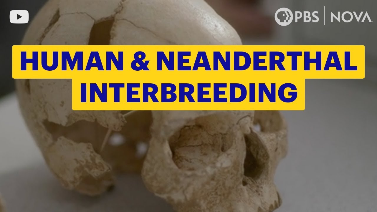 Did Homo Sapiens and Neanderthals Interbreed? | NOVA | PBS