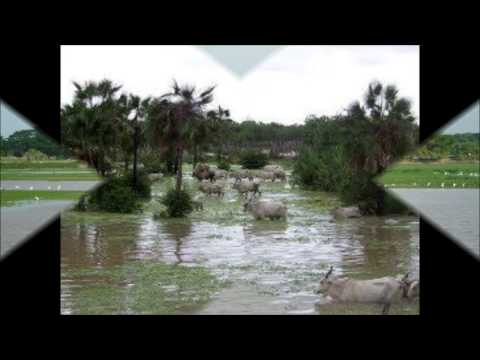 llano y recuerdo   ismael jimenez