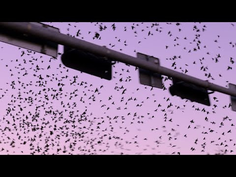 Karl Neudert - Tejido en mi Piel