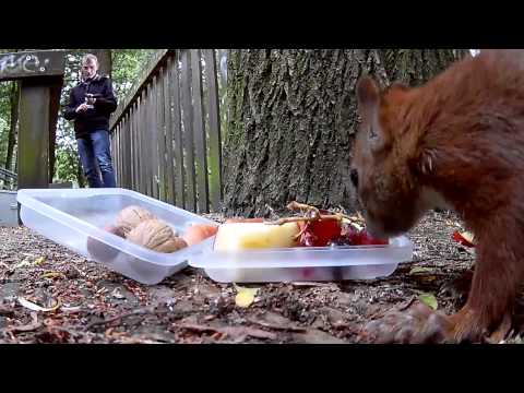 So viele Eichhörnchen im Hamburger Portugiesenviertel