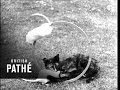 Cat And Rats (1938)