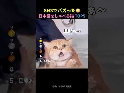 日本語をしゃべる猫TOP5🐱Part2
