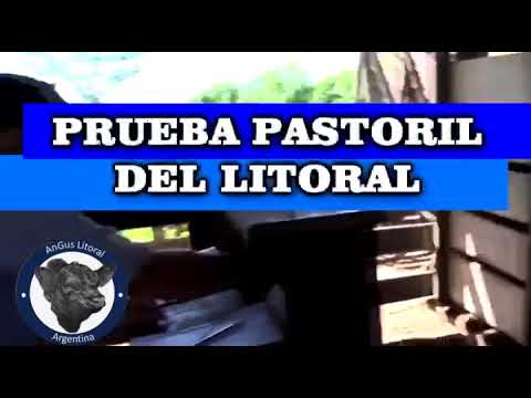 Angus Litoral Prueba Pastoril 2021