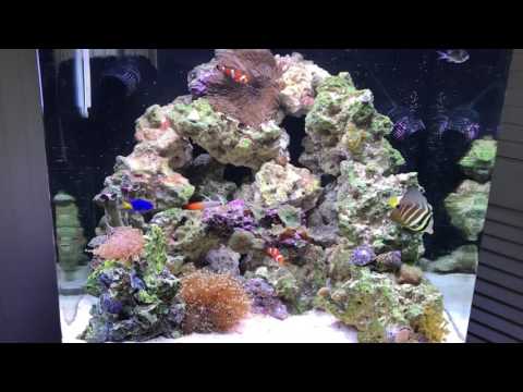 LED Biocube 32 Review (Part 3) | Red Algae Growth