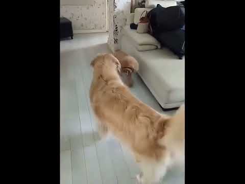 funniest animal videos of 2022 - funny golden retriever dogs and cutest golden puppies  V.18456 #fu