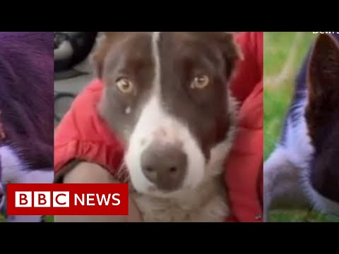 ボーダーコリー、最も高価な牧羊犬の世界記録を打ち破る - BBCニュース (Border collie smash World's record for the most expensive sheepdog - BBC News)