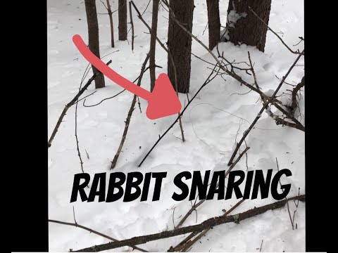 How to set a rabbit snare (rabbit snaring 101 -  tips and tricks/checking snares)