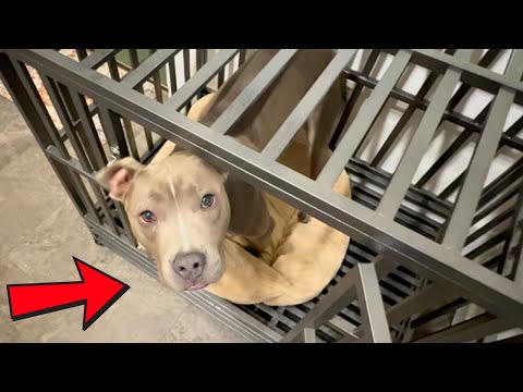 Heavy Duty Dog Crate: Escape-Proof Kennel? LUCKUP Review