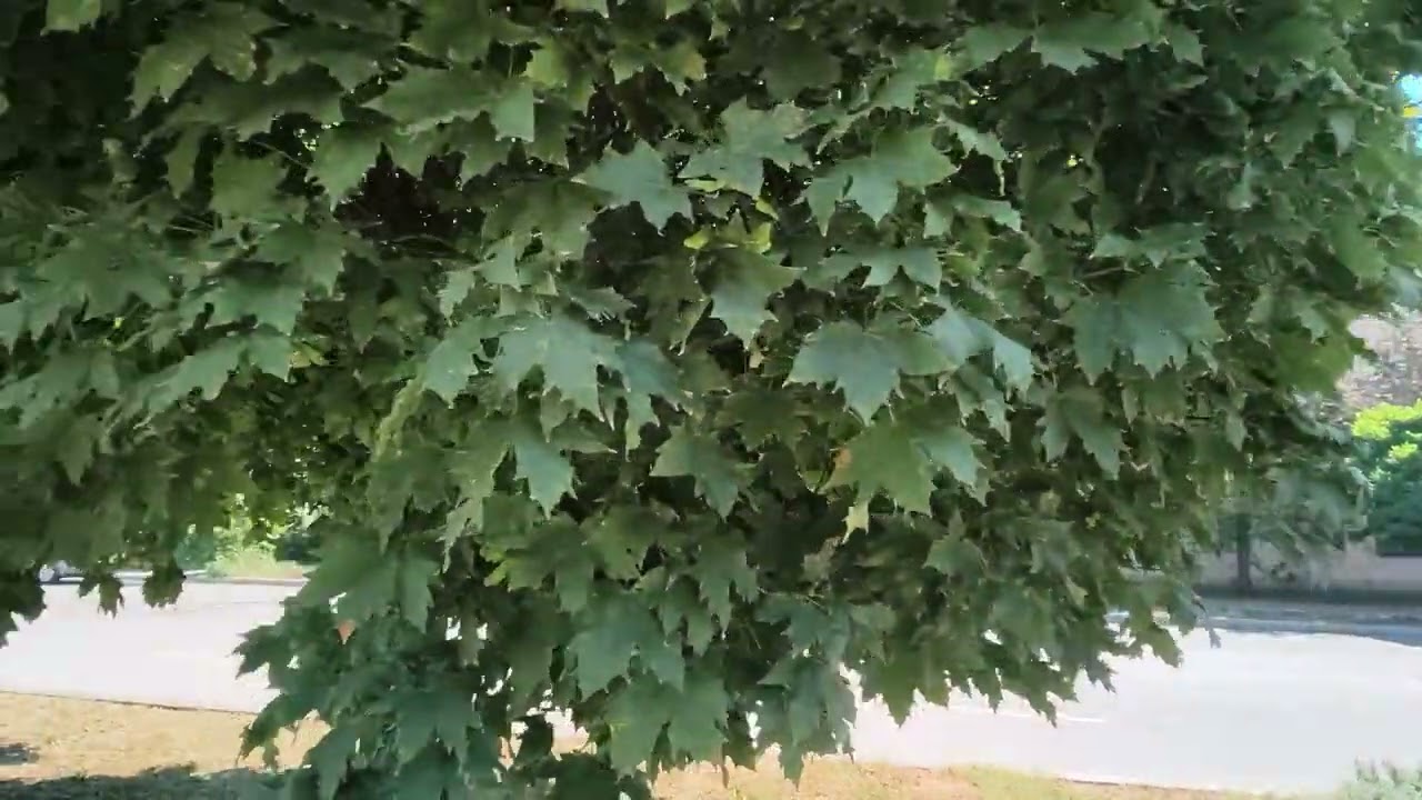 ТАКАЯ ЖИЗНЬ ДЕНЬ ПРАПОРА ЗАПОРОЖЬЕ 23.08.26