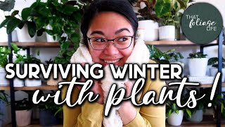 Winter Care tips for Indoor Plants
