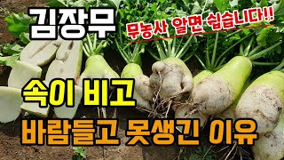 김장무가 속이 비고 바람들고 못생긴이유 알면 무농사 쉽습니다 무키우기