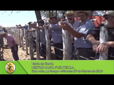 27-02-19 - Venta de Gordo - Nestor Hugo Fuentes S.A. - Gral  Acha, La Pampa