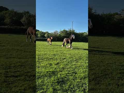 Cob Filly - Image 2
