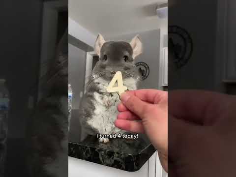 Cute chinchilla