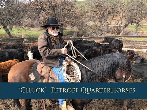 Petroff Quarter Horses