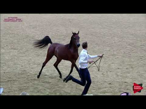 N.114 SHOMOOK AL FARRES - 21st Qatar National 2018 - Yearling Fillies (Class 3D)