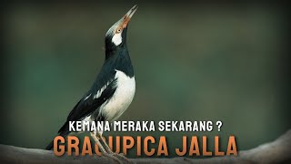 Download lagu Mengenal Burung Jalak Suren - Ciri dan Habitatnya di Alam ! mp3 Download lagu Mengenal Burung Jalak Suren - Ciri dan Habitatnya di Alam ! mp3