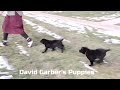 Labrador Retriever dogs for sale: Spice - Video 1