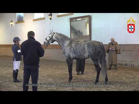 230128 7 Niquel da Fareja - Aprovação de Garanhões