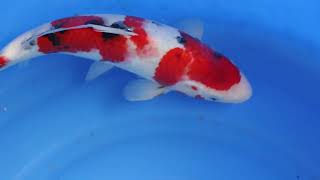 video van Sanke  2301065