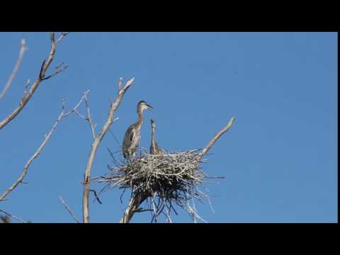 Herons on a hot day