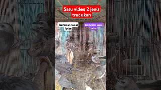 Download lagu ®Perbedaan Trucuk Jatim & Jabar #burung #terapitrucukan #kicaumania #terapitrucuk mp3 Download lagu ®Perbedaan Trucuk Jatim & Jabar #burung #terapitrucukan #kicaumania #terapitrucuk mp3