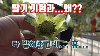 기형과가 발생하는 이유원인은?? 딸기 재배 온도 관리? 엽면시비 관리?
