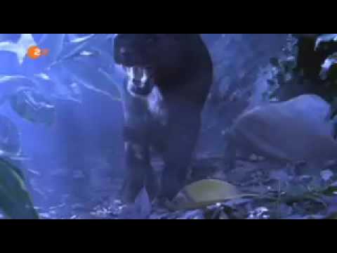 Der Panther Ben Becker (Rielke)