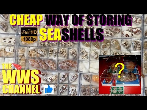 download lagu mp3 mp4 How To Store Shells, download lagu How To Store Shells gratis, unduh video klip How To Store Shells