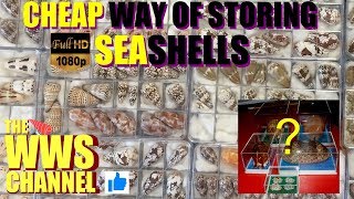 How to display and store sea shells !  Seashell Collection