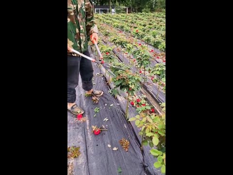 樹狀月季花哪裡買