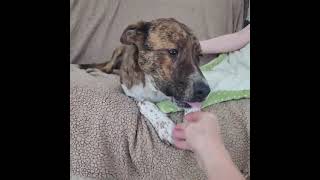Video preview image #1 Mountain Cur-Unknown Mix Puppy For Sale in Cuba, NY, USA