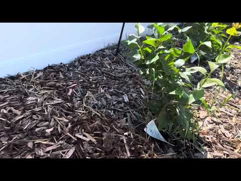 GPT-ify the garden! 🪴