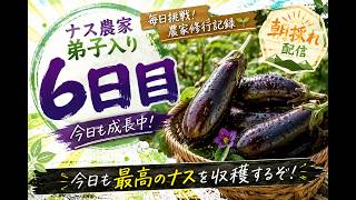 【LIVEアーカイブ】🍆ナス農家弟子入り6日目！今日も成長中！…だけど、畑で新たなハプニング発生！？👑26.7.18