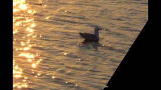 Gina&#39;s Waltz by Danny Wright