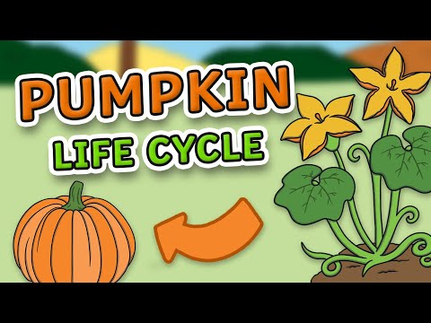 The Life Cycle of a Pumpkin for Kids! | Pumpkin Life Cycle | Science for Kids