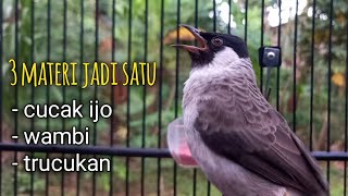 Download lagu KUTILANG ISIAN CUCAK IJO , TRUCUKAN, WAMBI | Ampuh untuk masteran burung kalian mp3 Download lagu KUTILANG ISIAN CUCAK IJO , TRUCUKAN, WAMBI | Ampuh untuk masteran burung kalian mp3
