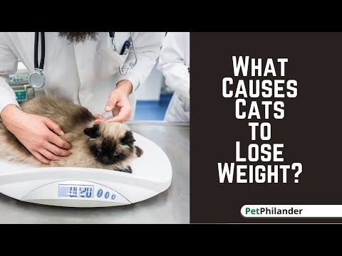 What Causes Cats to Lose Weight ! Cat Health Tips 2021 ! Pet Care