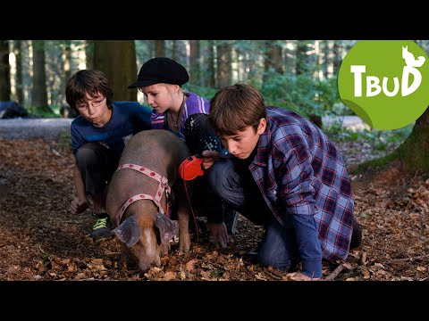 Truffle Pigs (Episode 36) | Animals up to the roof