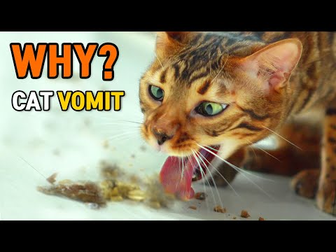 Why do Cats Throw up? Cat VomitㅣDino cat information