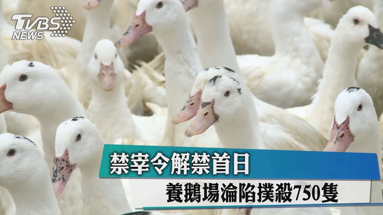 禁宰令解禁首日 養鵝場淪陷撲殺750隻