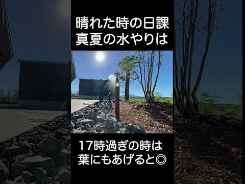 ディプラデニアにいつ水をやるのですか？文化、アドバイス、手法  庭園
