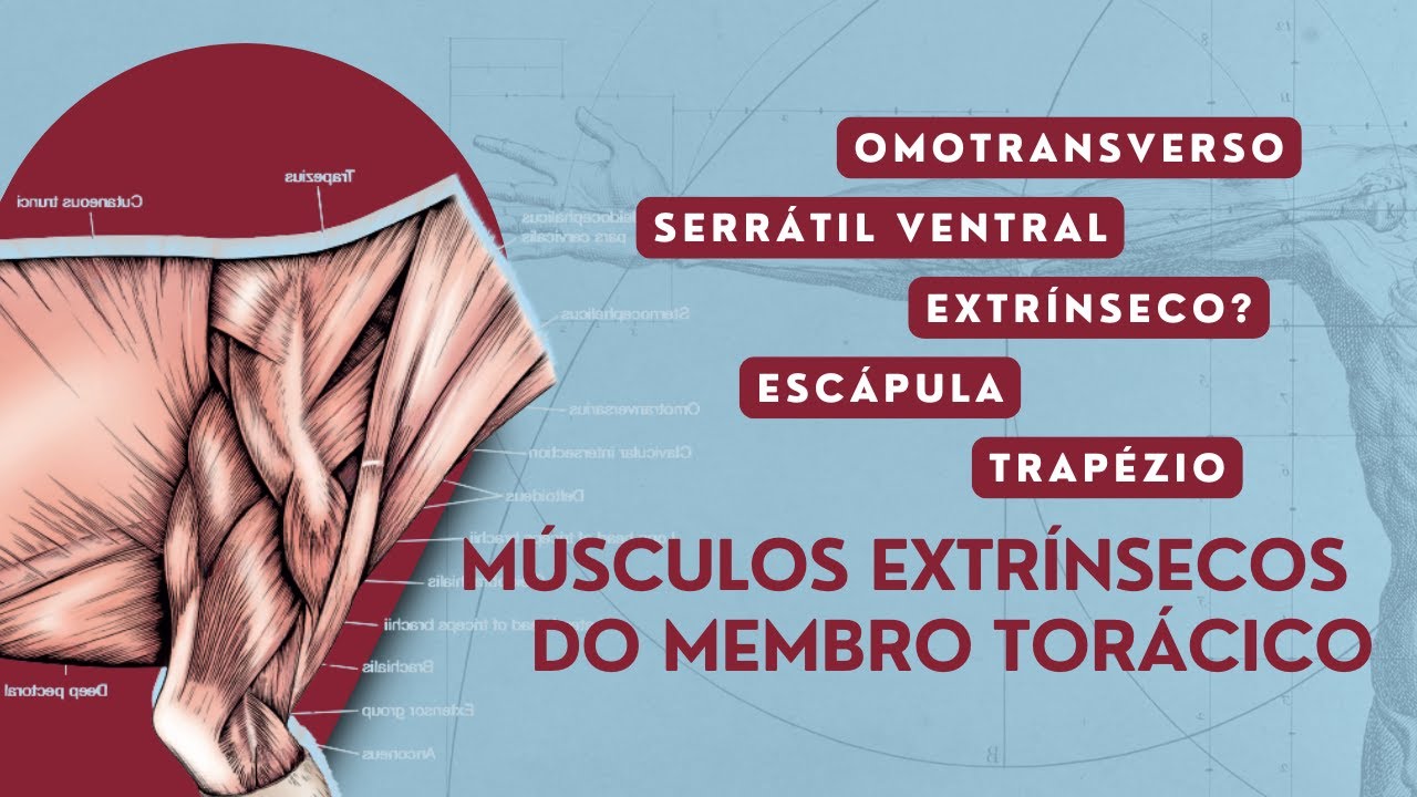 Músculos Extrínsecos | Membro Torácico | Anatomia Veterinária | Anatomia Animal