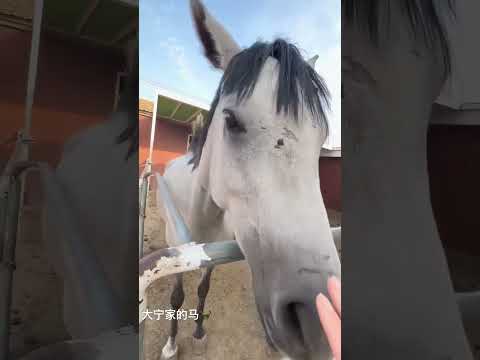 马儿啃栏杆