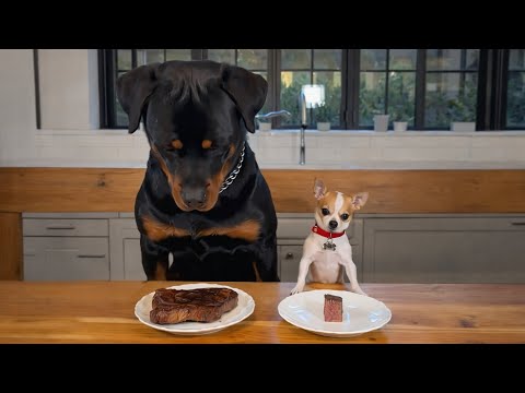Chihuahua vs Rottweiler | The Funniest Moments Ever 🐶🍗🤣