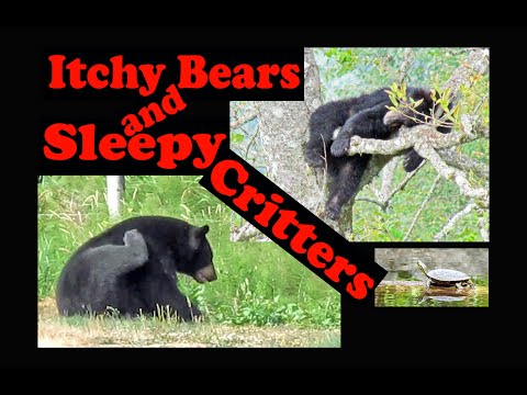 Itchy Bear's Butt and Sleepy Critters