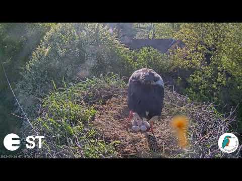 Baltie stārķi (Ciconia ciconia) Tukuma novadā .Trešais stārķēns klāt!:) 24.05.2022