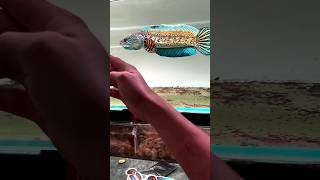 Meet the Rare Barca Snakehead Fish! 🐟 #Shorts