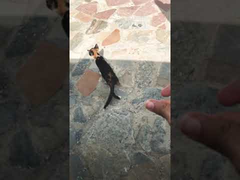 Cute Feral kitten with Fleas !